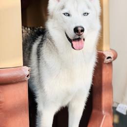 Sedona - Siberian Husky