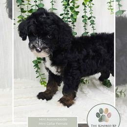 Mint Collar Female - Black tri-color male Aussiedoodle puppy in Grand Rapids, Michigan from The Kindred K9