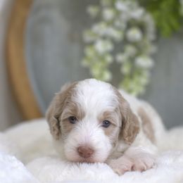 Pearl - Yellow and white female Bernedoodle puppy in Queen Creek, Arizona from Dulcito Doodles