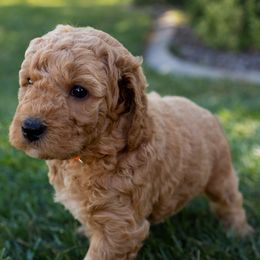 Goldendoodle Puppies from Teresa Carlson