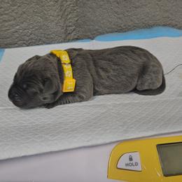 Yellow collar - Gray female Cane Corso puppy in Fritch, Texas from Carrie Brown's Cane Corsos