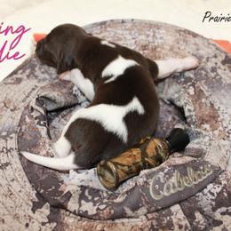 Feeling Birdie - Brown and white female Kleine Munsterlander puppy in New Lenox, Illinois from Prairie State Kennel