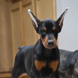 Doberman Pinscher Puppies from Obsidian Kennels