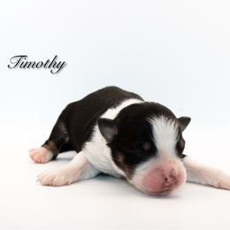 Timothy - Black tri-color male Australian Shepherd puppy in Coldwater, Michigan from Northern Star Australian Shepherds