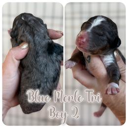 Boy 7 - male Bernedoodle puppy in Youngstown, Florida from Wonderland’s Boujie Kennels