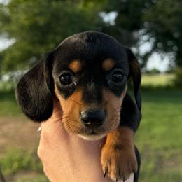 Girl 2 - Black and tan female Dachshund puppy in Rising Star, Texas from Boring Weenies