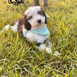 Assorted Doodle Crosses puppies from Rock N Roll Doodles