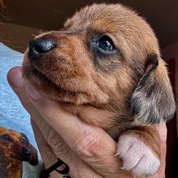 Princeton--- In Michigan-3500 - Red male Dachshund puppy in Michigan And Florida Locations, Michigan from UP North Dachshunds UPNDLLC