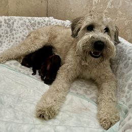 Daisy - Soft Coated Wheaten Terrier