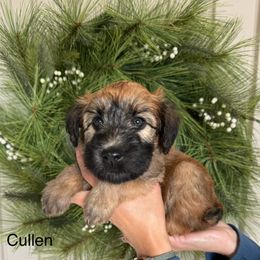 Boy 3 - Soft Coated Wheaten Terrier puppy in Newark, Ohio from Valleydayle Doodles and Wheatens