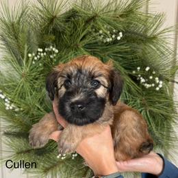 Boy 3 - Soft Coated Wheaten Terrier puppy in Newark, Ohio from Valleydayle Doodles and Wheatens