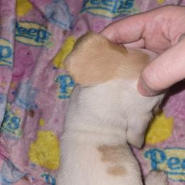 Basset Hound Puppies from Violet Lane Basset Hounds
