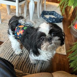 Loki - Shih Tzu