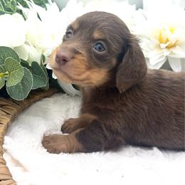Gersen - Chocolate and tan male Dachshund puppy in Exeter, California from Sawtooth Miniature Dachshunds