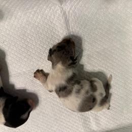 Pipsy - Dapple female Dachshund puppy in Whitesboro, Texas from Joanie's Tickled Pink Puppies