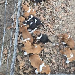 Basset Hound Puppies from Walkers Catuna Bassett Hounds