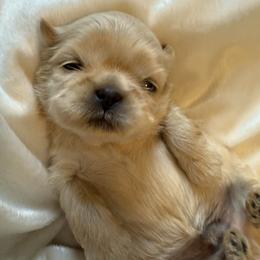 Boy 2 - Gold male Shih Tzu puppy in Birch River, West Virginia from Karen's Shih Tzus
