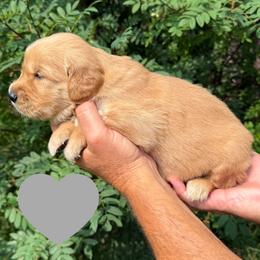 Washington (Gray) - Golden male Golden Retriever puppy in Cadillac, Michigan from K & M Golden Retrievers