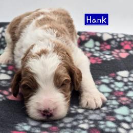 Hank - Red male Bernedoodle puppy in Neillsville, Wisconsin from Granton Creek