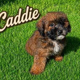 Caddie - Red and white female Shihpoo puppy in Bay City, Texas from Billy's Puppies