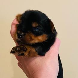 Yorkshire Terrier Puppies from Chikito's Yorkies