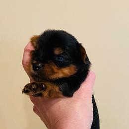Yorkshire Terrier Puppies from Chikito's Yorkies