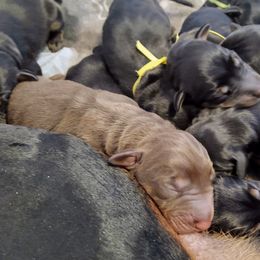 Doberman Pinscher Puppies from Davis Family Dobermans