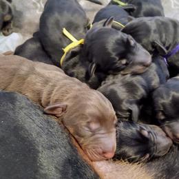 Doberman Pinscher Puppies from Davis Family Dobermans
