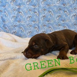 Green - Red and rust male Doberman Pinscher puppy in Knox, Indiana from Double River Dobermans