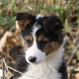 Border Collie, English Setter, and Miniature American Shepherd Puppies from First Harmony Farms
