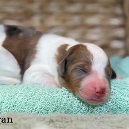 Cardigan - Red merle female Aussiedoodle puppy in Henry, Illinois from Rowe Farms Doodles