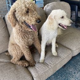 Sophie yum - Aussiedoodle