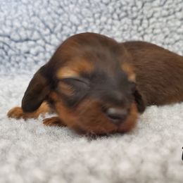 Girl 2 - Cream Dachshund puppy in Utica, Michigan from Riverdox Dachshunds