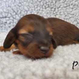Girl 2 - Cream Dachshund puppy in Utica, Michigan from Riverdox Dachshunds