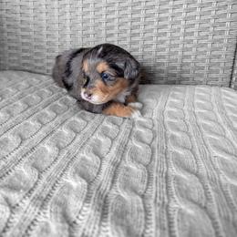 Star - female Australian Mountain Doodle puppy in Winchester, Virginia from Morningstar Goldendoodles