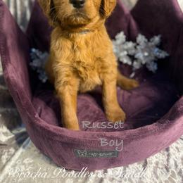Russet - Red  male Goldendoodle puppy in Rockville, Minnesota from Bracha Poodles & Doodles