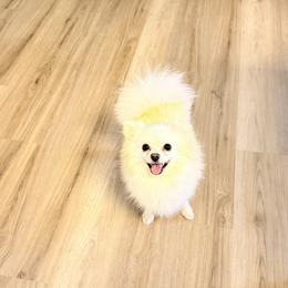 Venice - Pomeranian