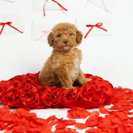 Mini - Apricot female Poodle puppy in Los Angeles, California from Exquisite Doodles