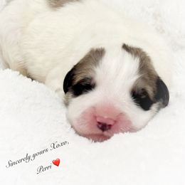 Perri - White and badger male Great Pyrenees puppy in Tioga, Pennsylvania from Davis Pyrs of the Northern Tier