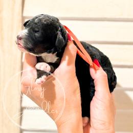 Orange - Tri-color male Bernedoodle puppy in Rockwall, Texas from Glory Doodles