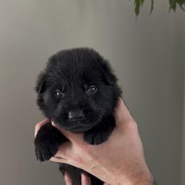 Teal Male - Black male German Shepherd puppy in Saratoga Springs, Utah from Vom Stille Teufelshunde Kennels