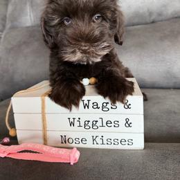Girl 4 special home requirements - Liver female Miniature Schnauzer puppy in Stuart, Iowa from Johnson Family Paws