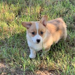 Posy - AKC - Red female Pembroke Welsh Corgi puppy in Millsap, Texas from BJ's Blessings