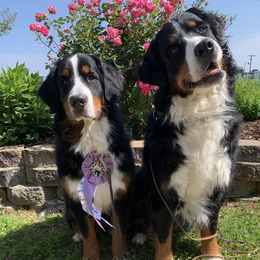 Bernese Mountain Dogs from Epona Bernese Mountain Dogs