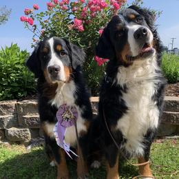 Bernese Mountain Dogs from Epona Bernese Mountain Dogs