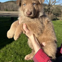 German Shepherd Puppies from Scenic City Shepherds