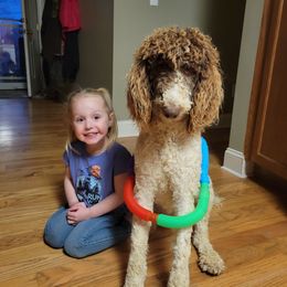 Aussiedoodles and Poodles from J&RAussiedoodles
