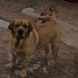 Labrador Retriever puppies from Susan Burkey