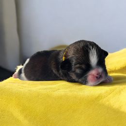 AKC-Chip - Brindle and white male Shih Tzu puppy in Charlotte, North Carolina from Judy's Shih Tzus