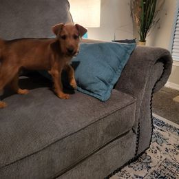 Chip - Red male Irish Terrier puppy in Splendora, Texas from Cloverdell Irish